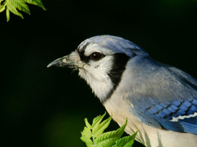 Portrait of a Jay