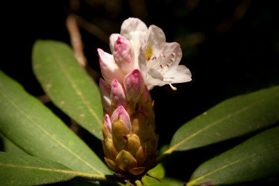 Rhododendron Bud