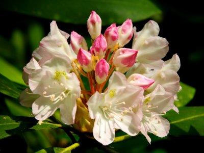 Rhododendron Blossoming
