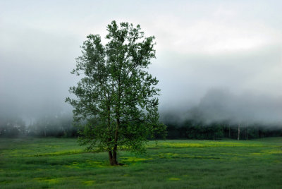 Split Tree Soup
