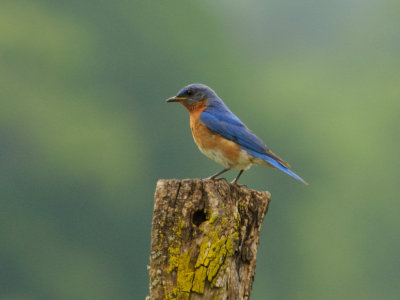 Mr. Bluebird 