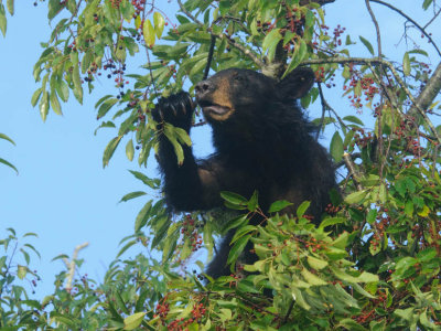  Cherry Picker 
