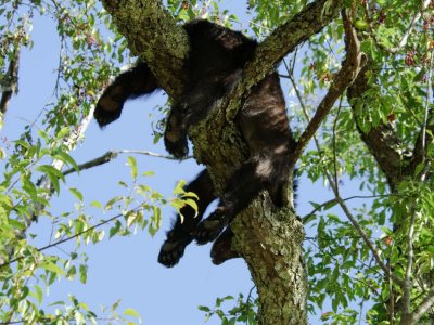 Sleeping Bear 