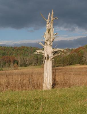 JPG CS OldTree PB130015.jpg