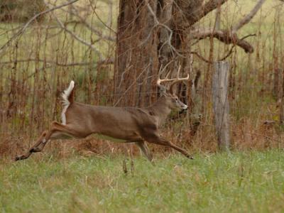 JPG 2CS 1RunBuck DSC_9530.jpg