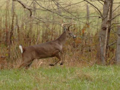 JPG 2CS 2RunBuck DSC_9531.jpg