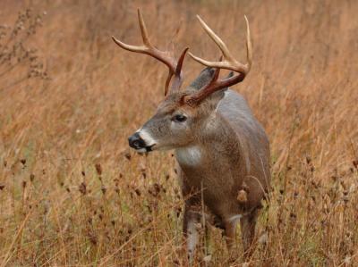 JPG CS 2 OldBuck DSC_9069.jpg