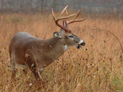 JPG CS 3 OldBuck DSC_9079.jpg