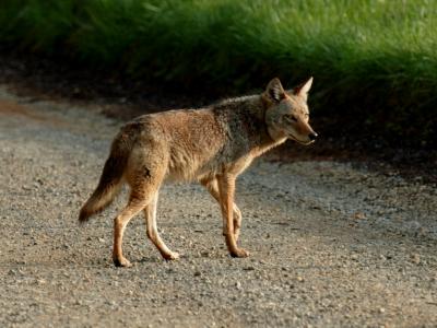 JPG CS 7Coyote DSC_3480.jpg
