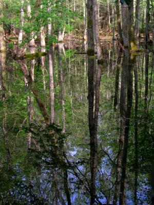 JPG CS 1WetForest P4230679.jpg
