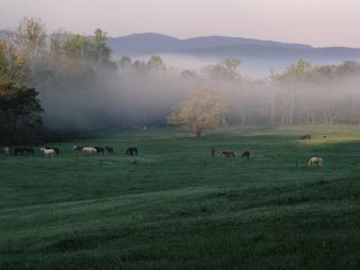 JPG CS HorseField P4230657.jpg