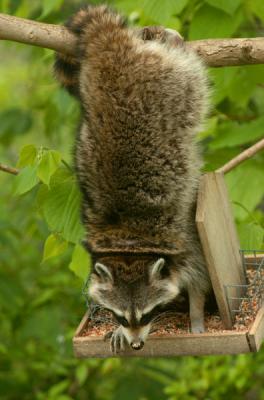 JPG CSa 1 Raccoon DSC_3774.jpg