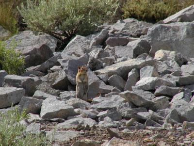 JPG CS Chipmunk P6172152.jpg