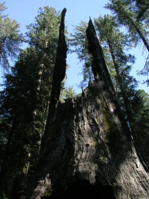 JPG 2CS Sequoia Stump P6156340.jpg