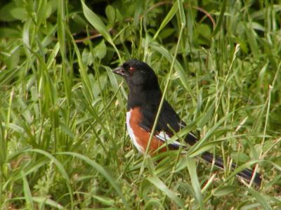 JPG CS 2 Rufous-Sided Towhee P5093727.jpg
