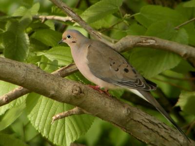 JPG 2CS 1Dove P5093739.jpg