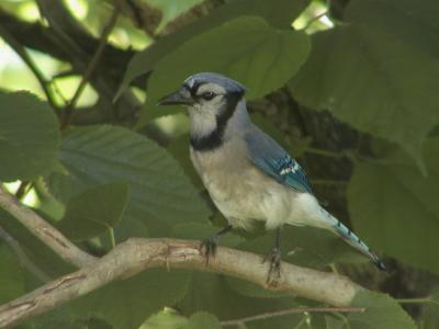 JPG CS 1Jay P5283874.jpg