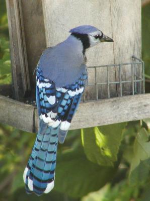 JPG CS 2Jay P5283919.jpg