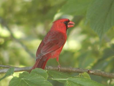 JPG CS Cardinal P5283900.jpg