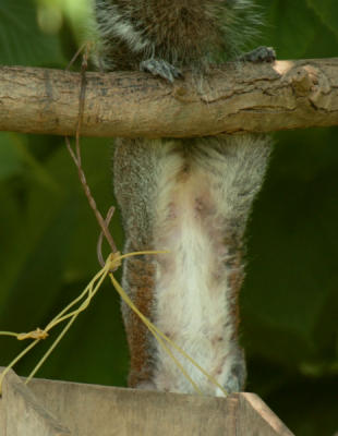 JPG CS 2Squirrelobat DSC_4761.jpg