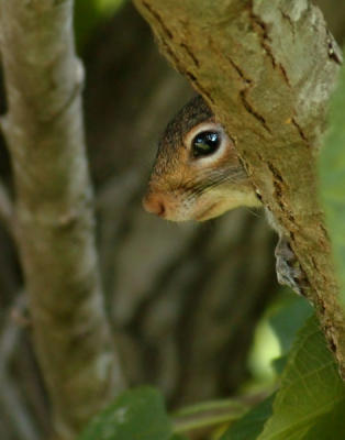 JPG 2CS SquirrelEye DSC_4941.jpg
