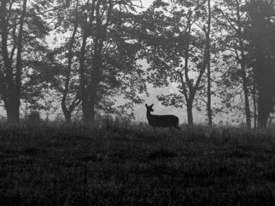 JPG CS BW DeerSilhouette DSC_5569.jpg