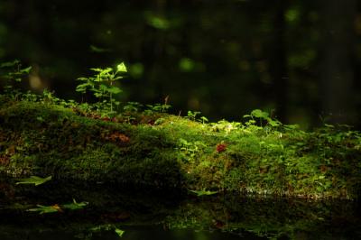 JPG CS Jungle Log DSC_5719.jpg