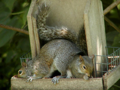 Siamese Twin Squirrels