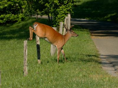 JPG CS 2JumpingBuck DSC_5631.jpg