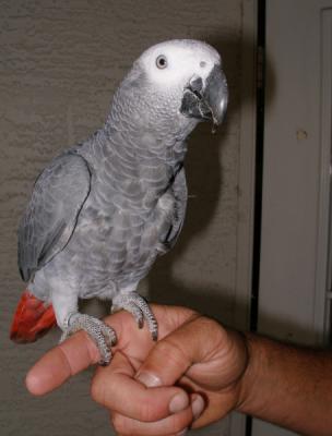 JPG CS 1Cudjo P4110124.jpg