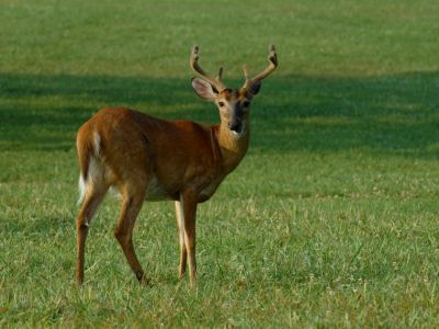 JPG CS 2Buck DSC_6555.jpg