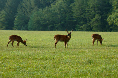 JPG CS ThreeBucks DSC_6552.jpg