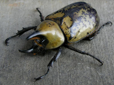 JPG CS 2RhinoBeetle P7030817.jpg