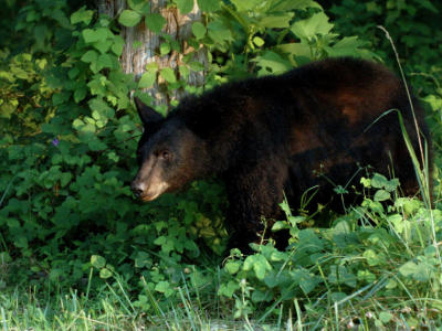 JPG CS2 caBear DSC_6510.jpg