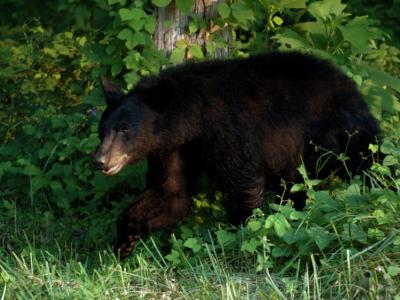 JPG CCCS2 1Bear DSC_6511.jpg