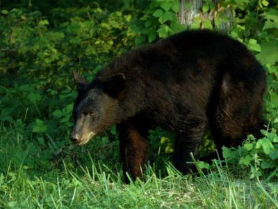 JPG CS2 b2Bear DSC_6512.jpg