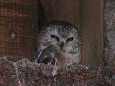 JPG CS 1Saw-Whet Owl P8024989.jpg