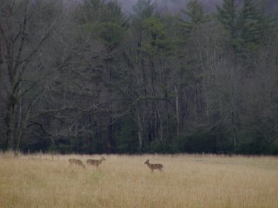 JPG CS Three Bucks Worth PC290171.jpg