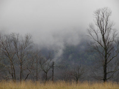 JPG CS Tree Line PC290173.jpg