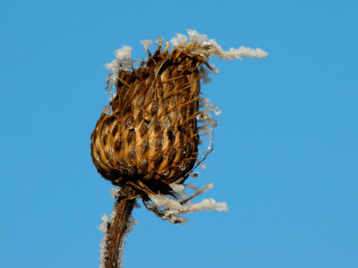 JPG CS 1 Crystal Thistle DSC_7329.jpg
