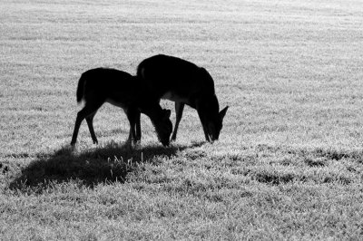 JPG BW CS 1Shadoes DSC_7288.jpg