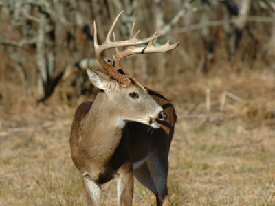 JPG CS Aa 11Pt Buck DSC_7756.jpg
