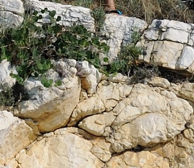 D3X_8716-crop_usm.jpg