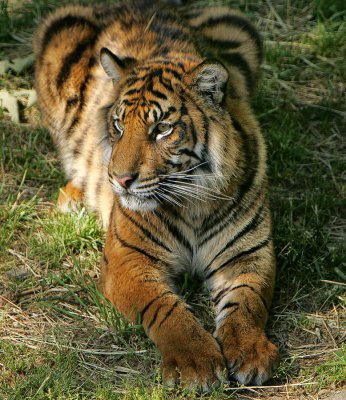 TigerCA.jpg