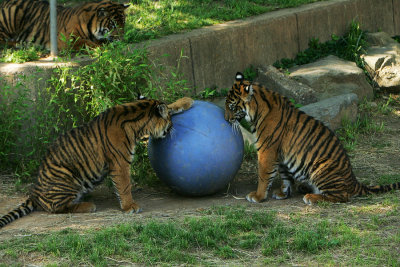 Tigers and BallCA.jpg
