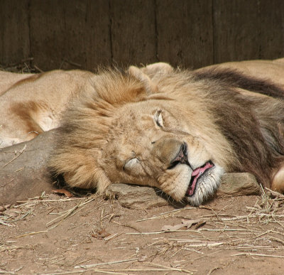 Snoozing LionCA.jpg