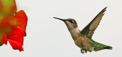 Hummingbird1aCA.jpg