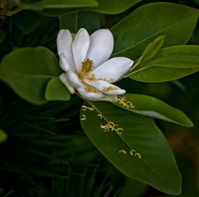 SweetBayMagnoliaCA.jpg