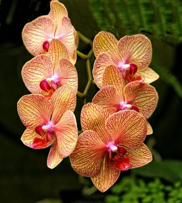 OrchidsCA.jpg