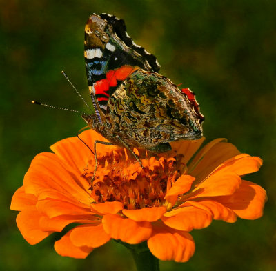 Red Admiral-VersoViewCA.jpg